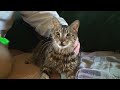 100 Ways To Love A Cat: Ways 1-100