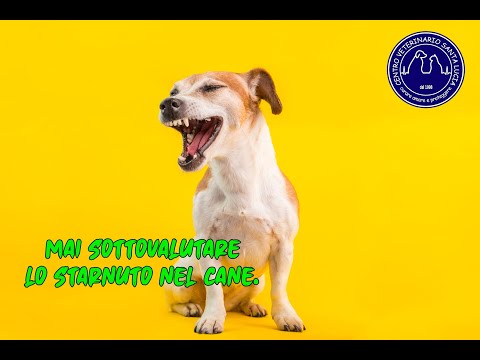 Video: Perché i cani starnutiscono quando sono eccitati?