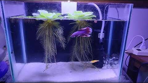 Lavender betta and zebra danios aquarium #betta #zebra #fish