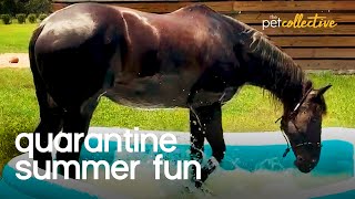 Animals Have Summer Fun During The Quarantine
