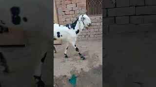 goat bakra کالا شیرا بنا عماد گوٹ فارم کی شان