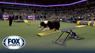 Howie the Border Collie wins the 24