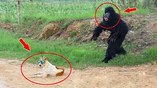 Fake Laughing Gorilla vs Dog Prank Funniest Desi Dogs Scared TRY TO NOT LAUGH Raipuriya Pranker