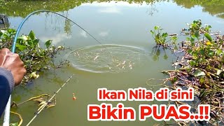 Alhamdulilah spot ini Ikan Nilanya babon babon | Mancing Liar