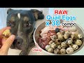 Oliang the Pit Bull eats Raw Quail Eggs x 30 combo [ASMR] BARF | MUKBANG 動物の咀嚼音 | 犬が生の肉を食べる [咀嚼音]