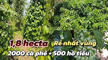 VƯỜN CAFE XEN HỒ TIÊU GIÁ RẺ NHẤT VÙNG. SỔ HỒNG ĐỦ 1,8 HECTA. ĐƯỜNG ĐI THUẬN TIỆN GIÁ RẺ