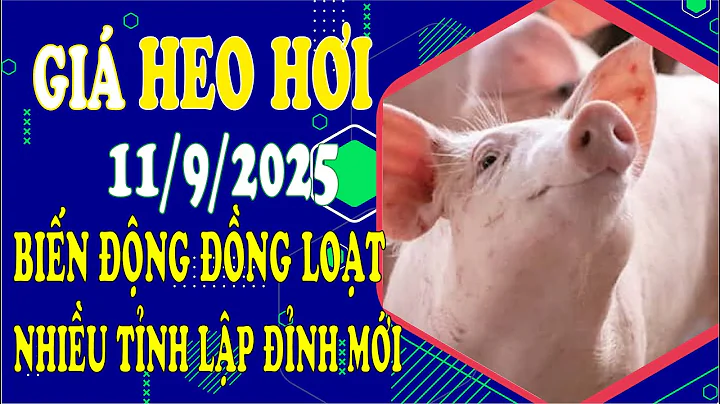 Giá heo hơi hôm nay ngày 11/9/2025 - Biến động đồng loạt, nhiều tỉnh lập đỉnh mới