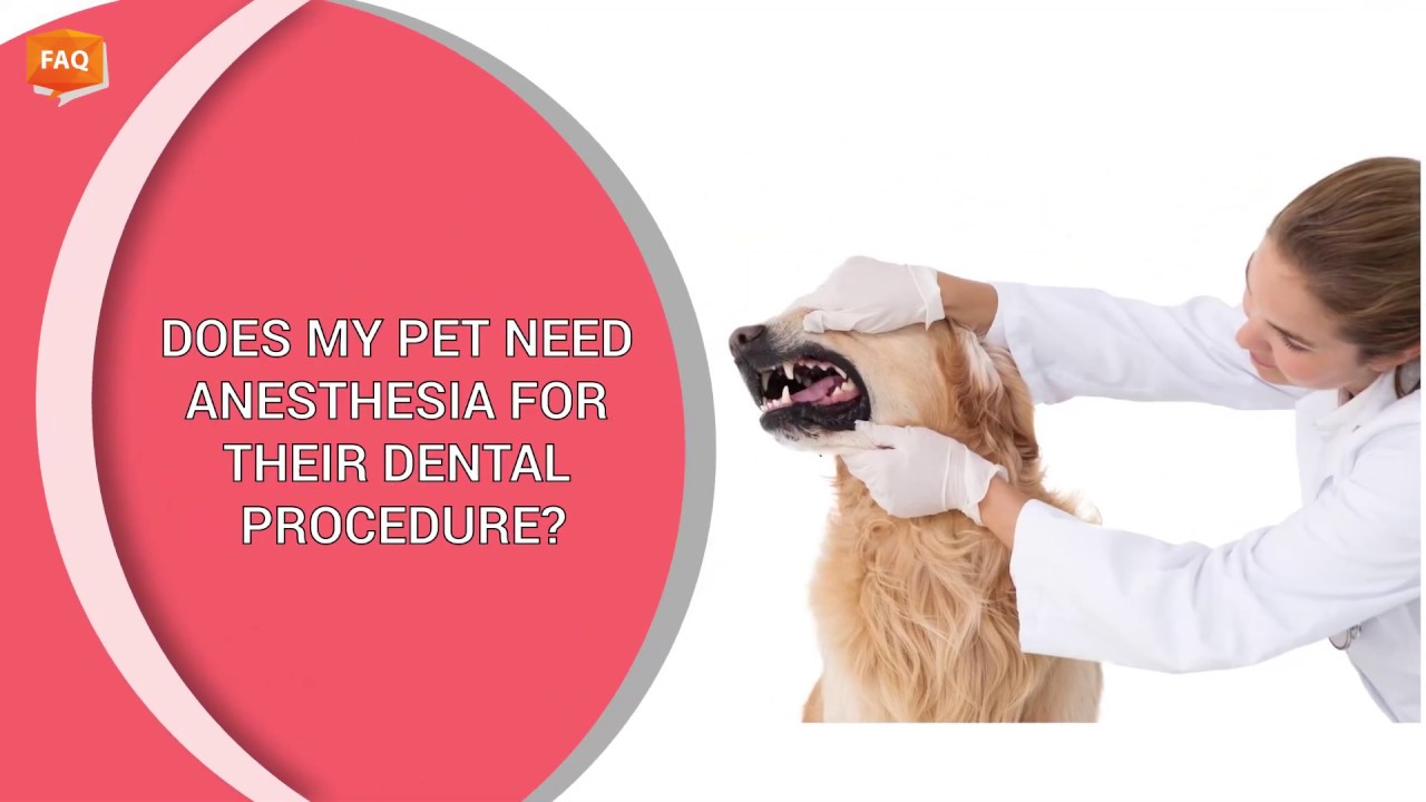Vet Does my pet need anesthesia for their dental procedure? YouTube