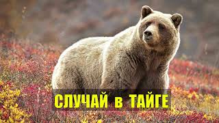 МЕДВЕДЬ и ТАЁЖНИКИ ВСЕХ ПОРЕШИЛ СЛУЧАЙ в ТАЙГЕ ЛЮДОЕД и ГЕОЛОГИ ИСТОРИИ из ЖИЗНИ в ЛЕСУ СЕРИАЛ