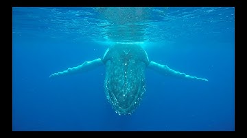 DANCES WITH WHALES HD Pre- vis TEASER - PLEASE WATCH in HD