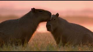 The Peaceful World of Capybaras | A Calming Nature Film at Sunrise