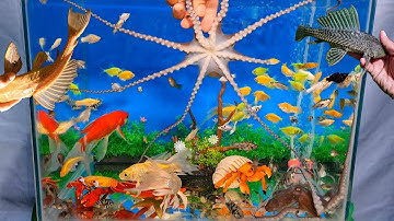Con bạch tuộc dễ thương bên trong hồ cá cảnh, cá chép, cá lau kiếng, cua, sao biển