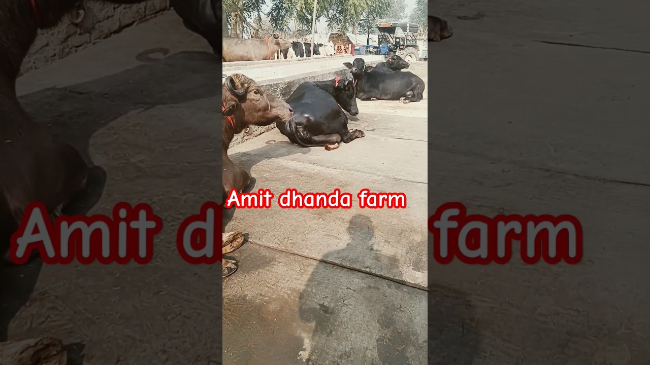 Amit dhanda dairy farm 