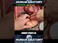 Human Anatomy #humananatomy #internalbodyparts#foryou #nothingimposibleinthisworld #love
