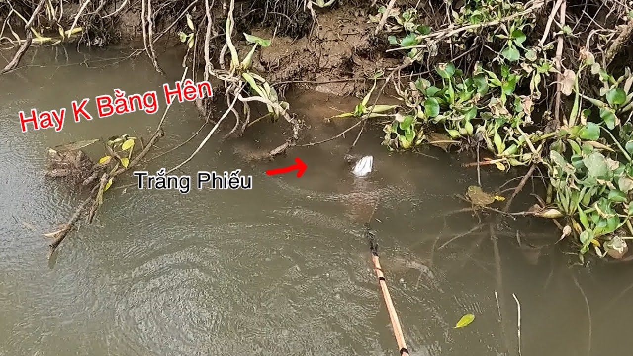 Quá Hên Kích Cá Lóc Đồng Ở Con Sông Cùng Nước Trong | Kích Cá Miền Tây | Catch Fish