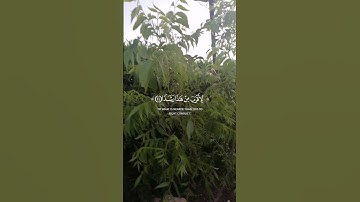 (واذكر ربّكَ إذا نَسيت) ماتيسر من سورة الكهف للقارئ الشيخ محمد صديق المنشاوي رحمه الله ❤️🌿