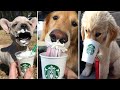 Cute Dogs Trying a Puppuccino