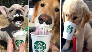 Cute Dogs Trying a Pupucino