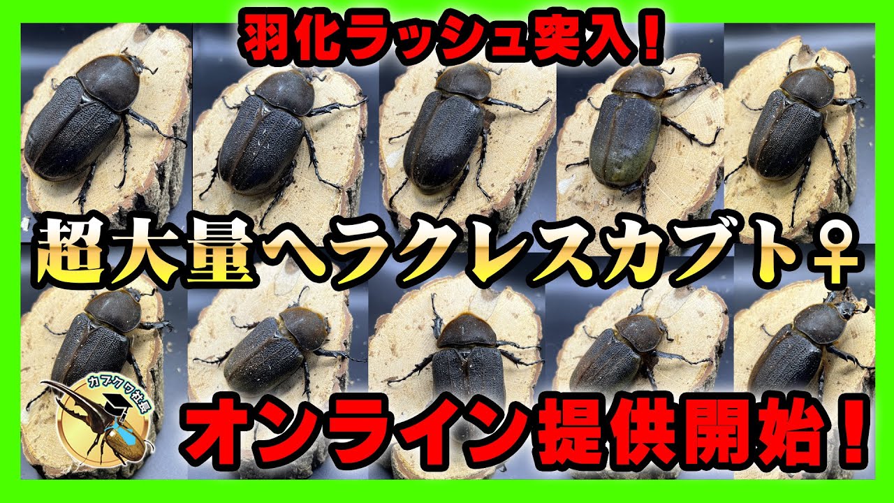 超大量羽化】ヘラクレスオオカブト♀をオンライン提供開始します