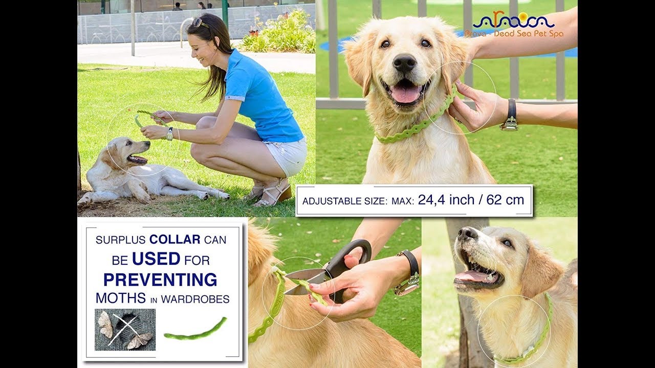 Arava Flea & Tick Prevention Collar - for Dogs & Puppies Length-25'' 11 Natural Active Ingredients