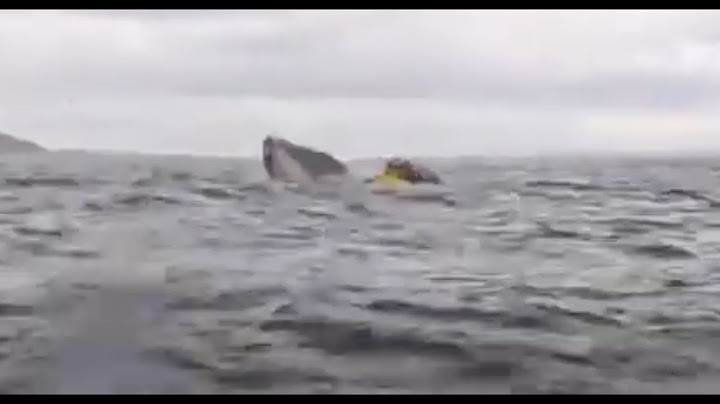 A humpback whale briefly swallows kayaker in Chilean Patagonia