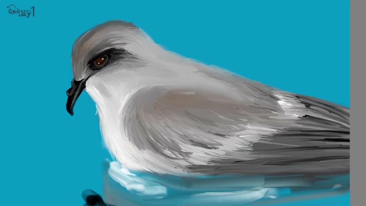 Fork tailed Storm Petrel 갈래꼬리 바다제비 그리기