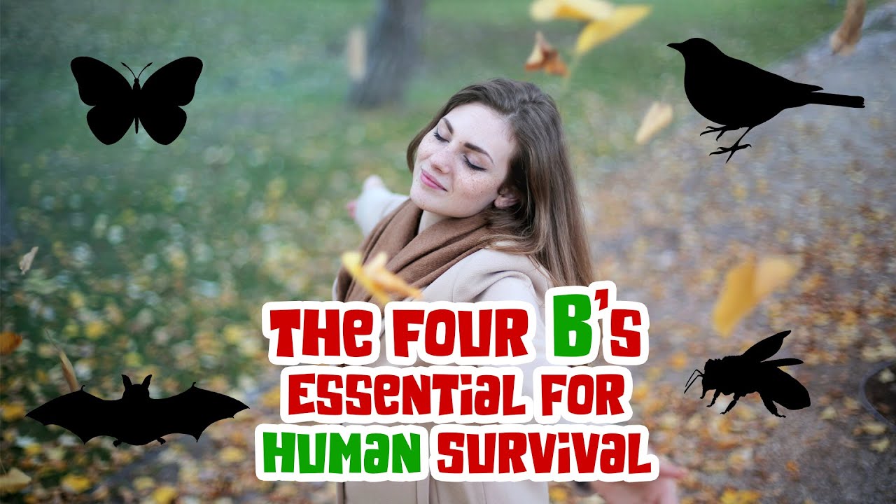End of Humans if these Animals Die out - Protect Ecosystem - YouTube