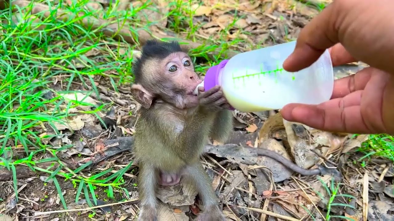 Help little monkey😭 