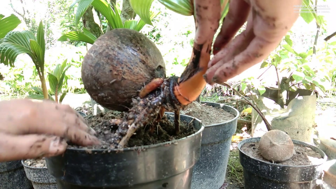  Bonsai  kelapa  gading  orange YouTube