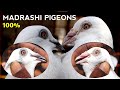 सफेद आनारे मद्रासी कबूतर || PURE MADRASHI KABUTAR !