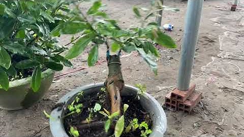 Cúc vip,0397142252,20/9/2020