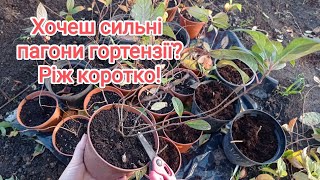 Обрізка волотистої гортензії🌸 Підготовка до зими❄️#гортензія#волотиста#сад#вирощування#квіти#продаж