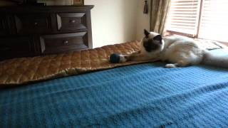 Binky Ball by Binxby the Birman 75 views 9 years ago 1 minute, 57 seconds