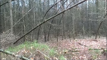 Could these be Bigfoot Tree Structures? Part 2