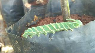Download Lagu Plain Nawab (Polyura athamas) caterpillar MP3