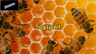 Video thumbnail of "Tagapulot Ilocano Song with Lyrics | Jemaron"