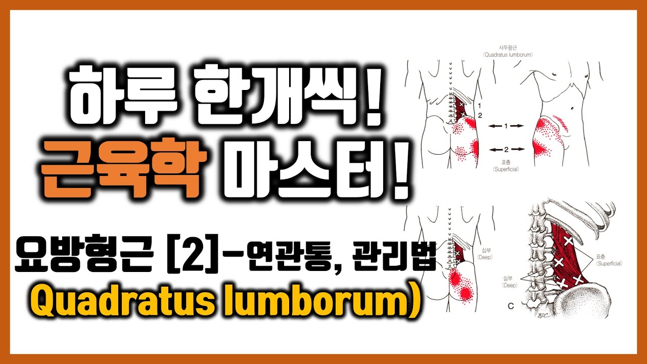 #4-9- (2) 요방형근의 통증유발점 패턴과 관리방법 - 