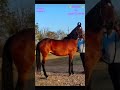 Marwari horse toofan bloodline rohini5 month complete pregnancy by kala kanta son subhlabh 64