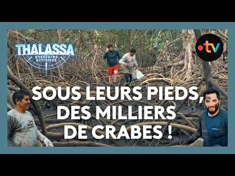 Crab Hunter in the Brazilian Mangroves - Thalassa