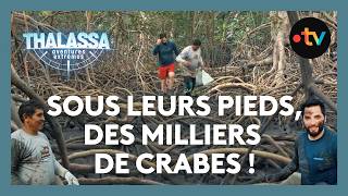 Ils Pêchent Le Crabe Bras Dans La Vase - Thalassa Brésil