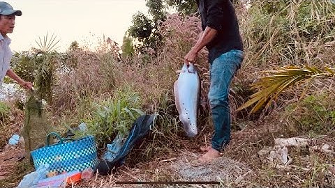 CÂU CÁ THÁC LÁC CƯỜM BẰNG BÀI MỒI CÁ LÌM KÌM I SĂN HÀNG TỰ NHIÊN ĐẬP SÔNG RAY