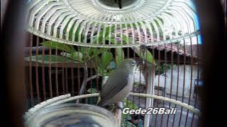 Pleci Montanus Kintamani Bali