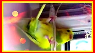 ВОЛНИСТЫЕ ПОПУГАИ - самые прикольные домашние #животные ВОЛНИСТЫЕ ПОПУГАИ - самые прикольные домашние #животные