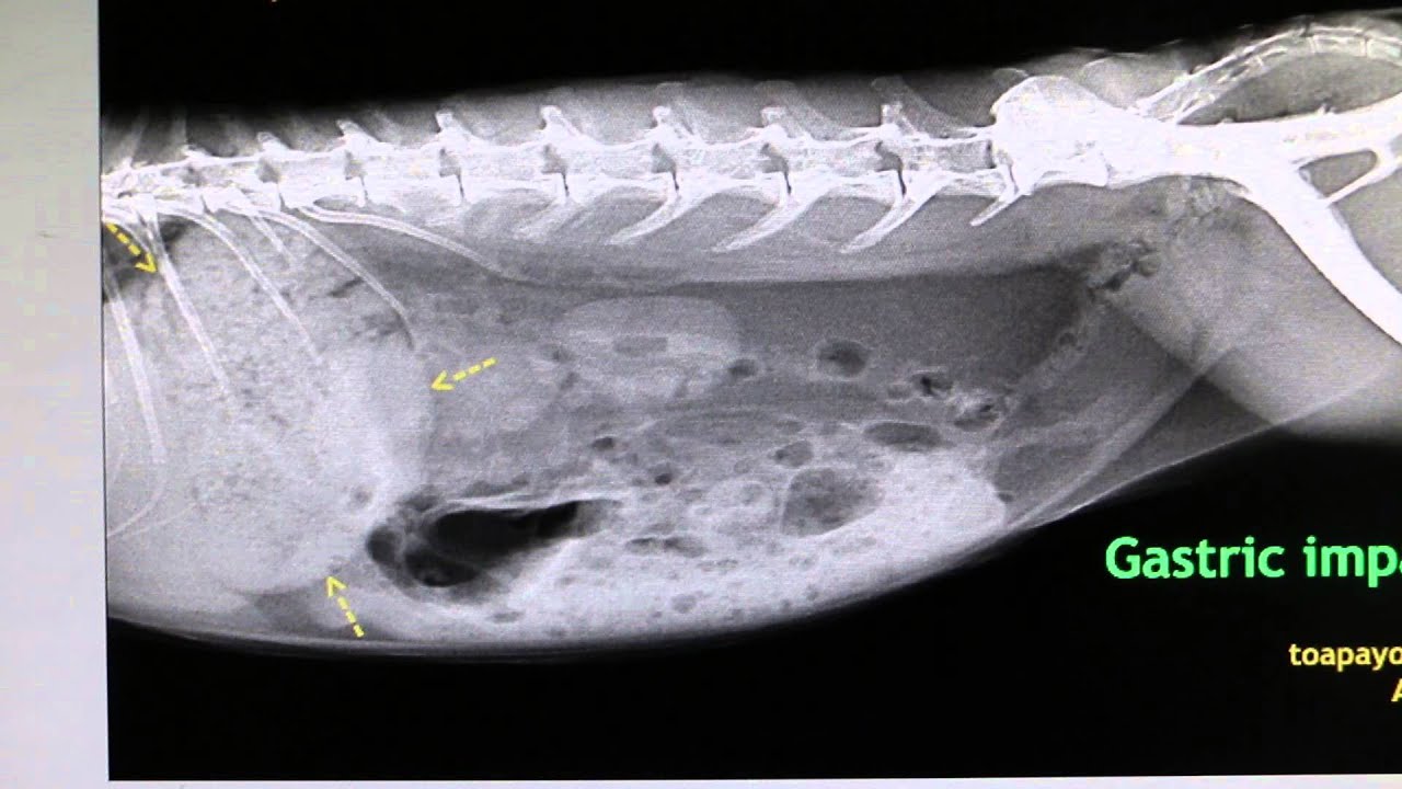 A rabbit has gastric impaction - YouTube