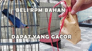 REVIEW RAMBATAN PARUH MERAH GACOR