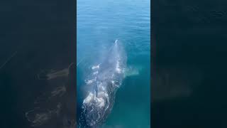 FIRST TIME SEEING A WHALE