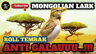 Mongolian Lark - Roll Tembaknya Enak Nihh...!!?Jamin Anti Galauuu... !!