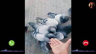 #ringtone #smsringtone Pigeons outside bus stop in Germany | ringtone | Jumaah mubarak