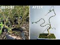 Weird But Cool Bonsai Style – Watch the Transformation!