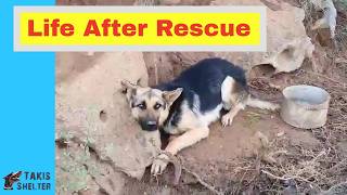 Rex' Rescue and Adoption Story: He Lived on a 1 Meter Chain With No Water…  - Takis Shelter